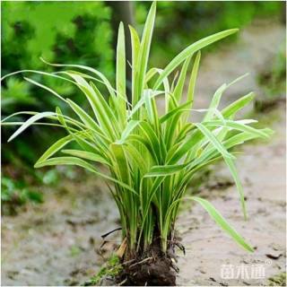 高度10厘米金边麦冬