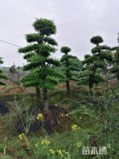 15公分造型榆树