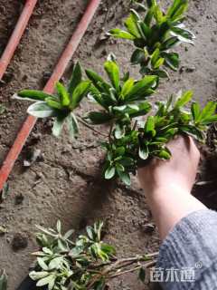 高度35厘米毛鹃