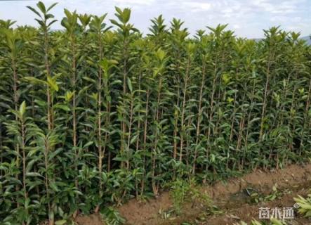 高度80厘米法国冬青