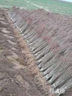 高度35厘米紫穗槐