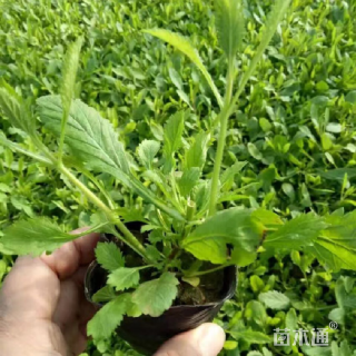 优质柳叶马鞭草基地