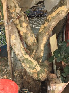 高度4厘米果石榴