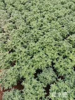 高度25厘米千头菊