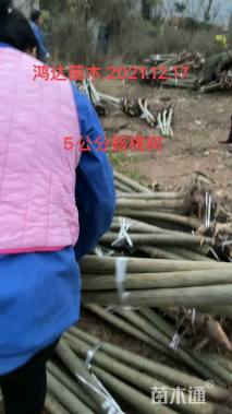 高度180厘米核桃