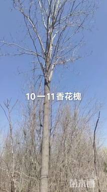 8公分香花槐