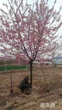 12公分红粉佳人樱