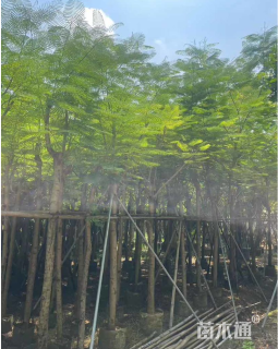 5公分凤凰木