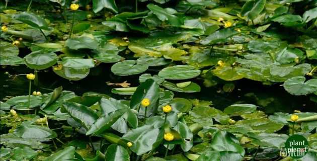 高度40厘米萍蓬草