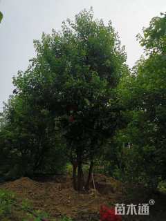 8公分丛生乌桕