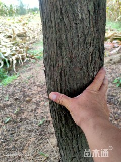 高度8000厘米柏树