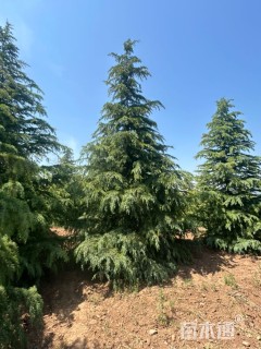 高度600厘米雪松