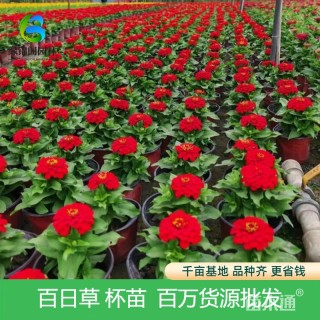 高度25厘米百日草