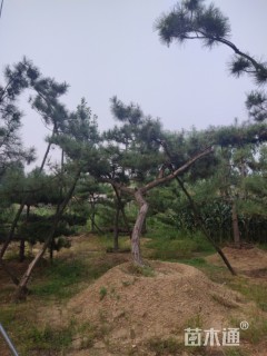 10公分造型黑松