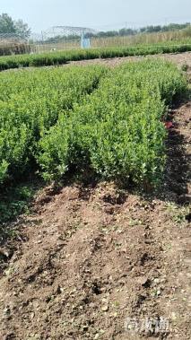 高度60厘米卫矛