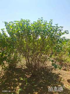 高度150厘米丛生丁香