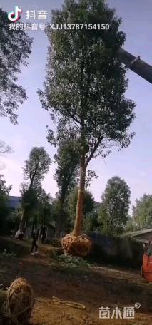 30公分香樟