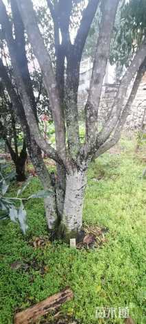 高度400厘米金弹子