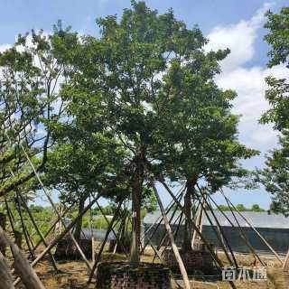 15公分红果冬青