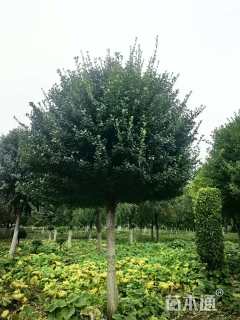 高度550厘米胶东卫矛