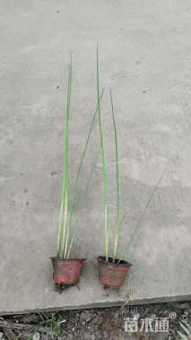高度80厘米水葱