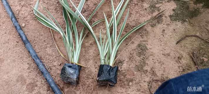 高度20厘米山管兰