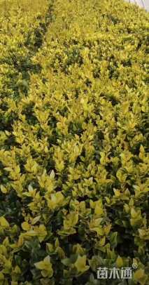 高度50厘米金森女贞