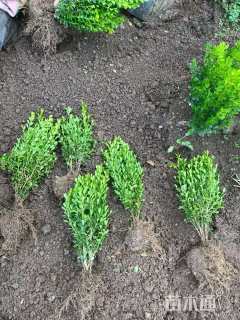 高度40厘米瓜子黄杨