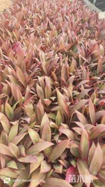 高度20厘米朱蕉