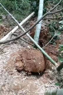 地栽苗楠竹