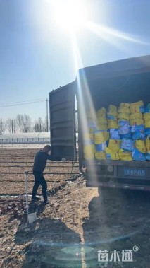 高度70厘米羽绒狼尾草