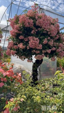 高度200厘米三角梅