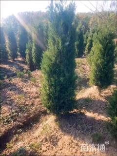 高度50厘米塔柏