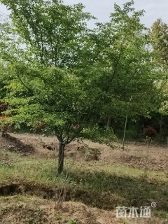 15公分日本晚樱