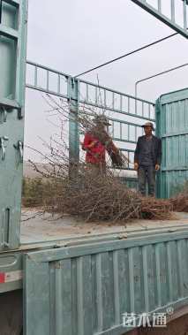 高度100厘米沙棘