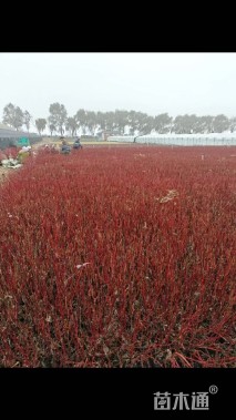 高度40厘米红瑞木