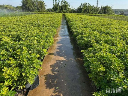 高度20厘米花叶鸭脚木