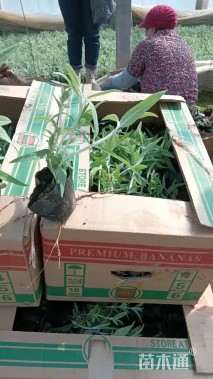 高度17厘米墨西哥鼠尾草