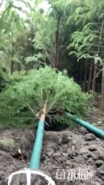 7公分中山杉