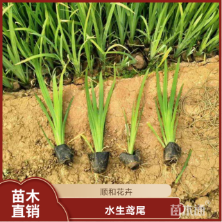 高度15厘米水生鸢尾