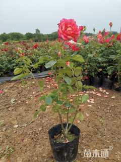 高度40厘米月季