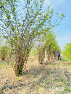 高度130厘米金叶接骨木