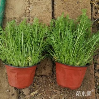 高度30厘米蓍草