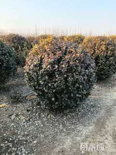 冠幅250厘米卫矛球