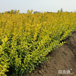 高度100厘米金叶女贞小苗