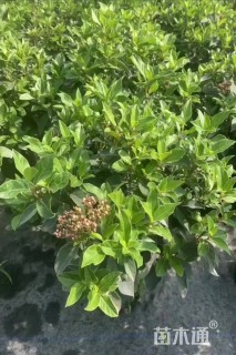 高度40厘米地中海荚蒾