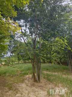 6公分(4杆)丛生朴树