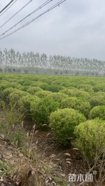 冠幅120厘米卫矛球