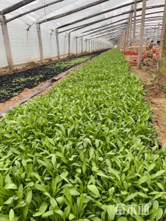 高度20厘米金鸡菊