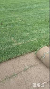 草卷状百慕大草